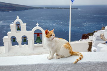 Red cat on a background of the sea