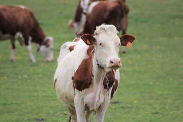 Fototapeta na wymiar Vaches montbéliardes dans leur pré - vache laitière et à viande marron et blanc