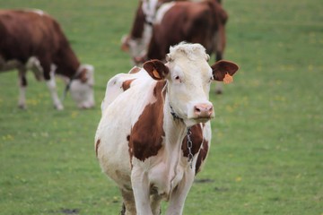 Vaches montbéliardes dans leur pré - vache laitière et à viande marron et blanc