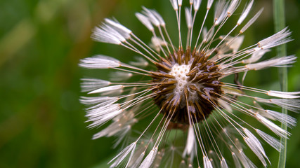 Macro photography of a dandelion seed head with the center exposed and sodden in morning dew. Captured at a garden in the city of Bogota, Colombia.