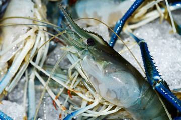 Big fresh river prawn are ready to cooking,In the ice,on the White Blackground.