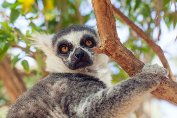 Ring-tailed lemur monkey (Lemur catta) on the tree