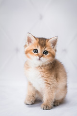 Obraz premium kitten scottish british cat burma munchkin animals