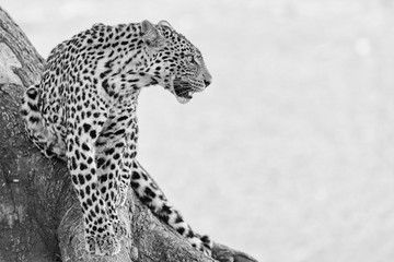 The Leopard Pose - 263705931