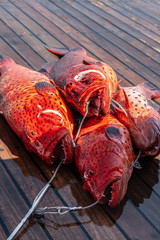Freshly caught red coral grouper on the deck of a pleasure yacht on the Red Sea.