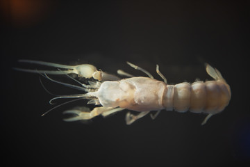 Top view of white raw shrimp isolated on black background with copy space for text.