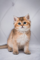 Obraz premium kitten scottish british cat burma munchkin animals