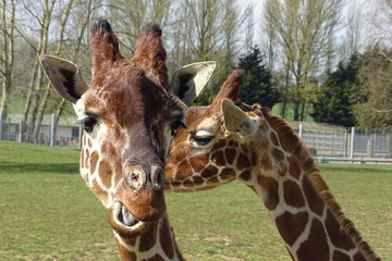 Giraffes at the zoo