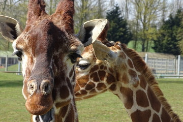 Giraffes at the zoo