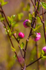 Spring flowers，multiplex，Amygdalus triloba (Lindl.) Ricker f. multiplex (Bunge) Rehd.，