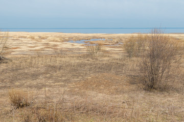 Reed after a snowy winter on the Northern shore of the Gulf of Finland in Kronstadt.
