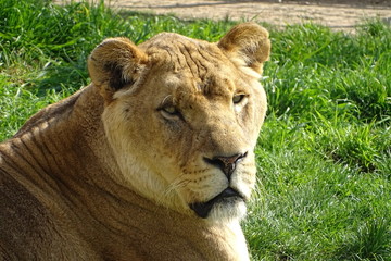 Lions at the zoo