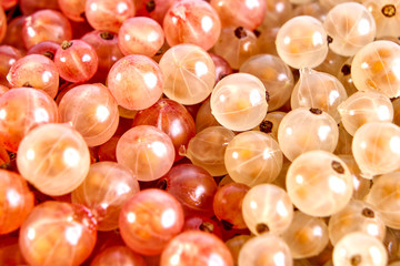 Currant berries white and pink on a white background
