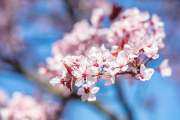 cherry tree in bloom