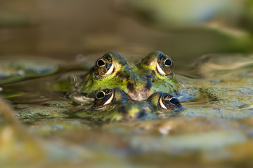 Front view of mating green frogs in water with floating algae
