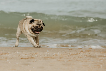 Pug dog running at the beach by the sea