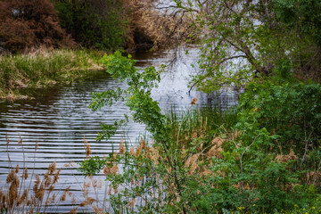 Flowing river with spring vegetation, of madrid