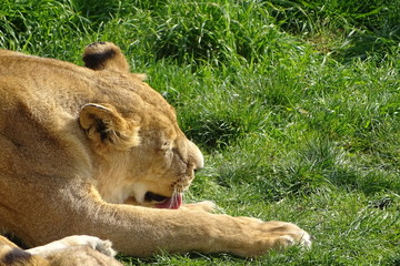 Lions at the zoo