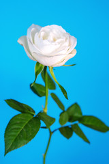 white rose on a blue background