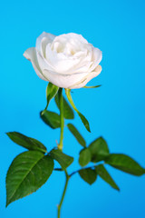 Obraz premium white rose on a blue background