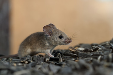 Closeup young wild mouse slinks on pile of sunflower seeds in warehouse. Concept of fight with rodents.