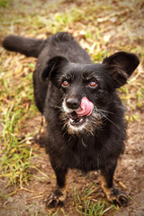 Hungry black stray dog staing on the grass