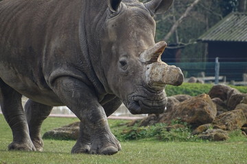 Fototapeta premium Rhinos at the zoo