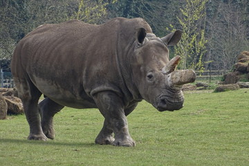 Obraz premium Rhinos at the zoo