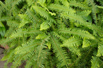 Green shrub nephrolepis exaltata sword fern