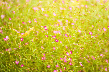 Beautiful flowers in the flower garden in the morning time.Thailand.