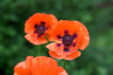Blooming red poppies in the summer garden