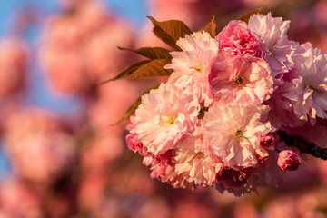 Beautiful pink cherry tree flowers