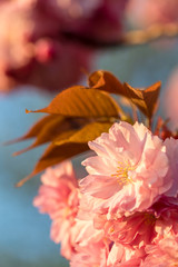 Beautiful pink cherry tree flowers