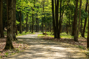 公園　緑　散歩　自然