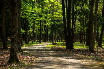 Fototapeta premium 公園 緑 散歩 自然