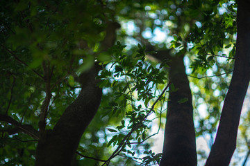 Fototapeta premium 公園 緑 散歩 自然