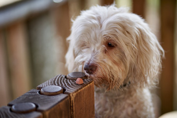 white havanese dog eating treats as reward