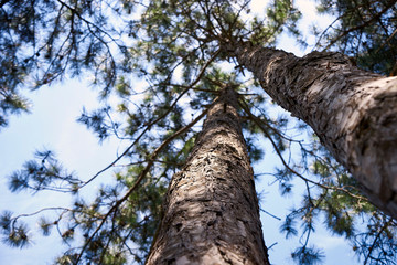 Pine and bucket top view