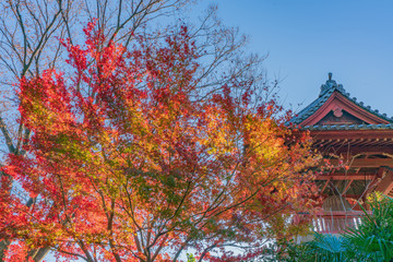 上野公園の紅葉