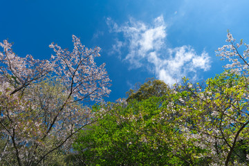 新緑　桜　空の背景