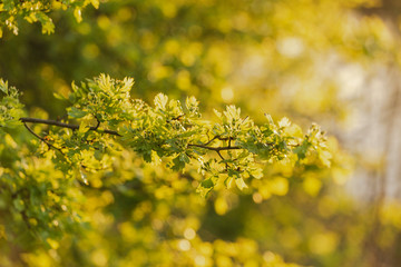 motivational fresh green new growth leaves