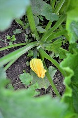 zucchini with flower