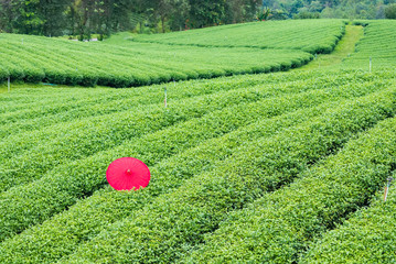 Red umbrella on the tea tree in the tea plantation in Thailand.