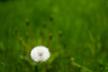 L&ouml;wenzahn in der Natur