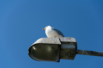 Seagull is resting in the middle on a lamp post photo taken from below