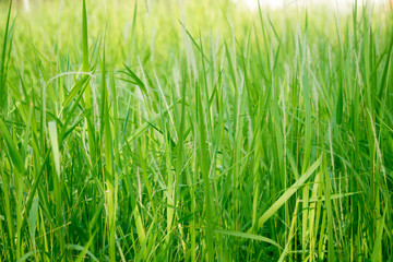 Green grass in eye level view for background or graphic design.