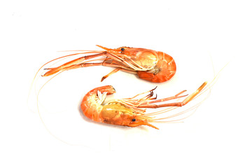 Big fresh river prawn are ready to cooking,ready to eat,on the White Blackground.