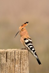 Eurasian Hoopoe or Upupa epops, beautiful brown bird.