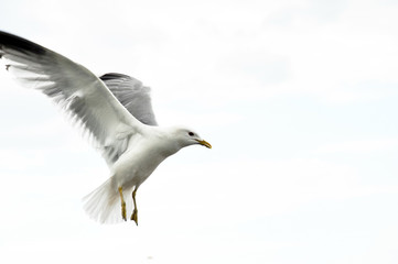 Fototapeta na wymiar Flying seagull in the white background