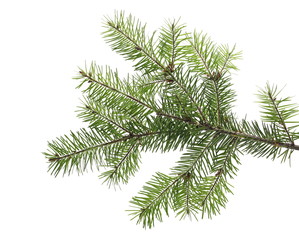 Pine branch isolated on white background